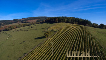 Txakoli-Vineyards-Biscay-Basque-Country